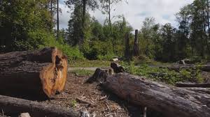Tree and Shrub Care in Cicero, IL