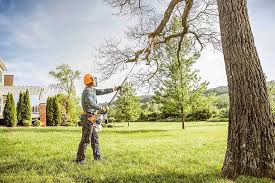 How Our Tree Care Process Works  in  Cicero, IL