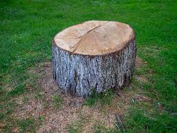 Best Tree Health Inspection  in Cicero, IL