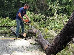 Best Stump Grinding and Removal  in Cicero, IL