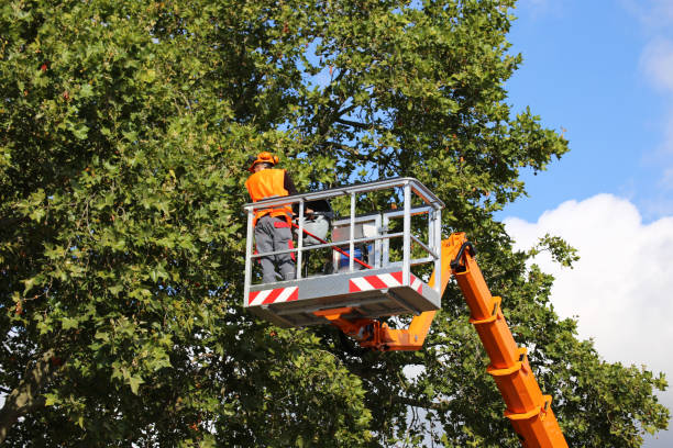 Best Tree Maintenance Programs  in Cicero, IL
