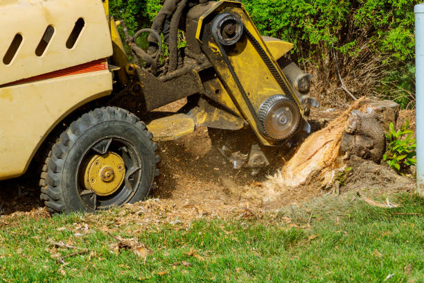 Best Lawn Renovation and Restoration  in Cicero, IL