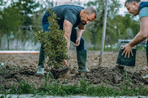 Soil Testing and Treatment in Cicero, IL