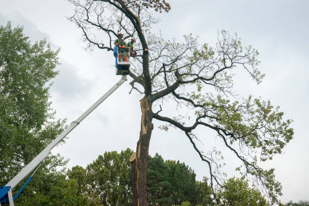 Best Leaf Removal  in Cicero, IL
