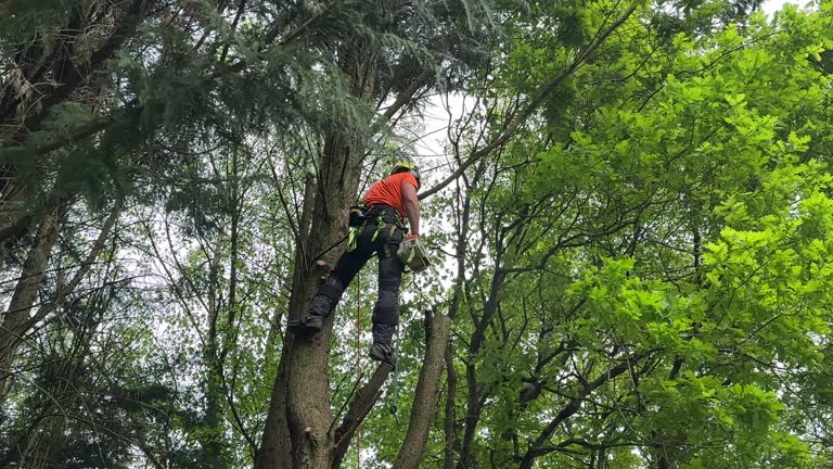 Best Tree Trimming and Pruning  in Cicero, IL
