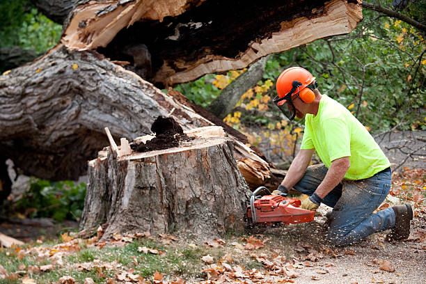 Best Palm Tree Trimming  in Cicero, IL