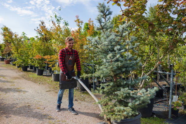 Best Tree Mulching  in Cicero, IL