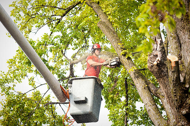 Best Hazardous Tree Removal  in Cicero, IL