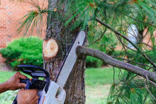 Reliable Cicero, IL Tree Services Solutions